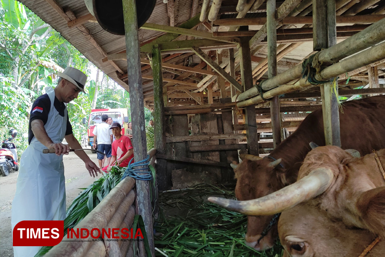 Vaksinasi PMK pada Ternak di Pacitan Belum Optimal, Apa Kendalanya?