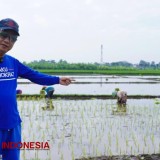 Banyuwangi Uji Coba Formula Organik Pengganti Pupuk Kimia,  Optimistis Dongkrak Produksi hingga 12 Ton Per Hektar