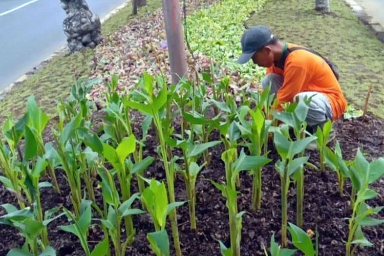 Pemkot Surabaya Terus Percantik Kota dengan Penataan dan Perawatan Taman Hingga Jalur Hijau