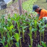 Pemkot Surabaya Terus Percantik Kota dengan Penataan dan Perawatan Taman Hingga Jalur Hijau