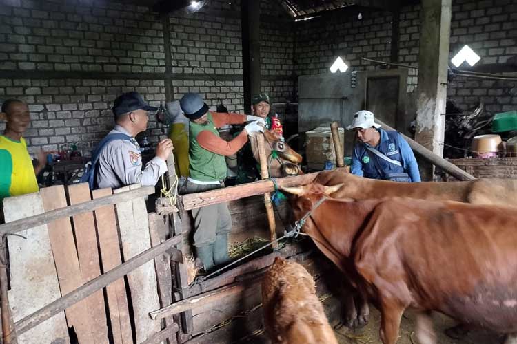 Petugas Disnakeswan Lamongan saat melakukan vaksinasi dan pengobatan ke sapi milik salah satu peternak dalam upaya pencegahan dan kesembuhan dari PMK. (Foto: Disnakeswan Lamongan for TIMES Indonesia)