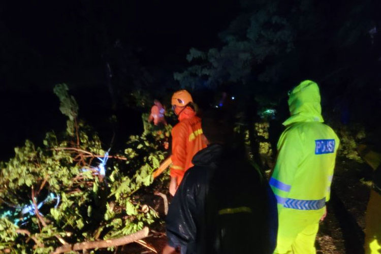 Anggota Satlantas Polres Situbondo dan petugas BPBD serta Tagana mengevakuasi pohon tumbang di jalan raya pantura Kapongan, Situbondo. Selasa (4/2/2025) (FOTO: ANTARA/HO-Satlantas Polres Situbondo)