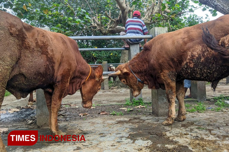 Sapi sehat yang menunggu terjual di Pasar Hewan Pacitan. (Foto: Yusuf Arifai/TIMES Indonesia)