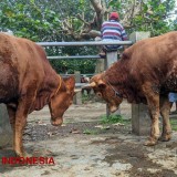 Wabah PMK di Pacitan Belum Selesai, Pasar Hewan Malah Dibuka?