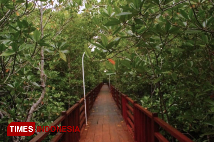 Wisata Hutan Mangrove Guraping di Sofifi, Maluku Utara. (Foto: Dok. TIMES Indonesia)