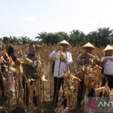 Penajam Panen Jagung Perdana untuk Penguatan Ketahanan Pangan Nasional