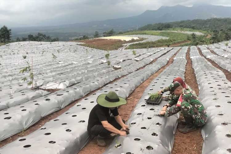 Kawasan di bukit wilayah Gunung Hejo, Purwakarta, Jawa Barat yang dijadikan lahan ketahanan pangan oleh TNI dan warga, Kamis (6/2/2025) (ANTARA/Walda Marison)