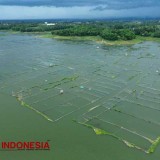 Petani Berharap Tetap Bisa Budidaya Ikan Tawar di Bendungan Karangkates Malang, Ini Respon Pihak PLTS