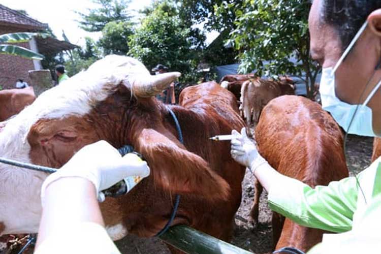 Sebanyak 21.000 Dosis Vaksin PMK Siap Didistribusikan di Banyuwangi