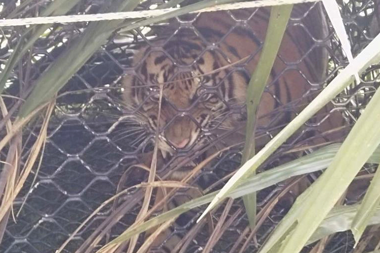 Harimau Sumatra Masuk Perangkap di Perkebunan Sawit Aceh Timur