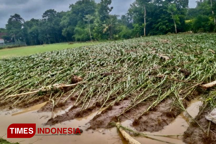 Kondisi lahan pertanian warga yang rusak akibat diterjang banjir bandang di Kecamatan Krejengan. (Foto: Abdul Jalil/TIMES Indonesia)