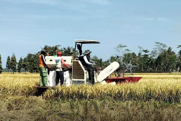 Cilacap Siap Hadapi Puncak Panen Raya 2025, Produktivitas Padi Capai 6,4 Ton per Hektare