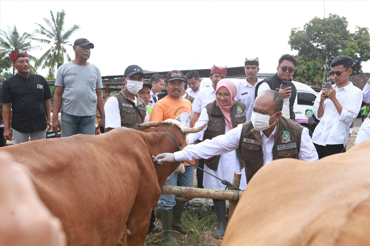 Banyuwangi Terus Berikan Vaksinasi Hewan Ternak untuk Cegah PMK