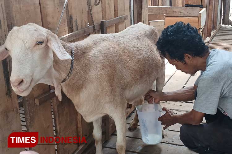 Produksi Susu Kambing Etawa, Putra Galuh Farm Sukses Angkat Ekonomi Lokal Kota Banjar