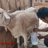 Produksi Susu Kambing Etawa, Putra Galuh Farm Sukses Angkat Ekonomi Lokal Kota Banjar