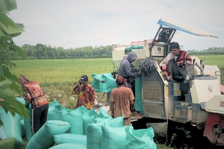 Menjaga Stabilitas Harga Gabah pada Masa Panen Raya di Ogan Komering Ulu Timur