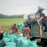 Menjaga Stabilitas Harga Gabah pada Masa Panen Raya di Ogan Komering Ulu Timur