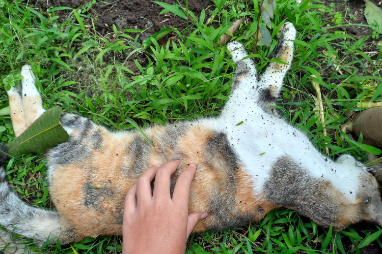 Puluhan Kucing Mati Misterius di Kota Malang, Diduga Diracun