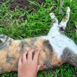 Puluhan Kucing Mati Misterius di Kota Malang, Diduga Diracun