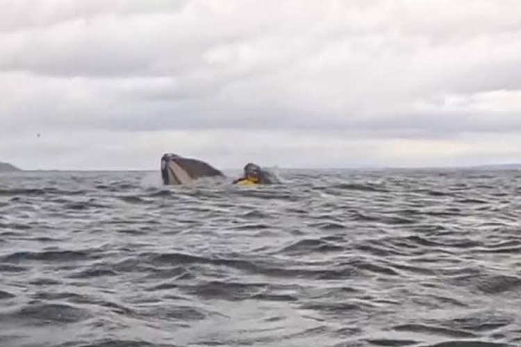 Foto tangkapan layar saat seekor paus menelan pedayung kayak di lepas pantai Punta Arenas, Patagonia, Chili.