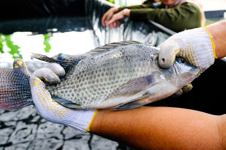 Balai Pelatihan dan Penyuluhan Perikanan (BPPP) Bitung Kementerian Kelautan dan Perikanan (KKP) memanfaatkan air kelapa tingkatkan produktivitas budi daya nila. (Foto: Dok Humas KKP)