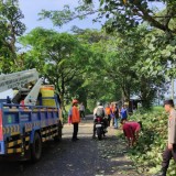 Pohon Tumbang di Jalan Mangunrejo Kepanjen Malang Lukai Pelajar SMK