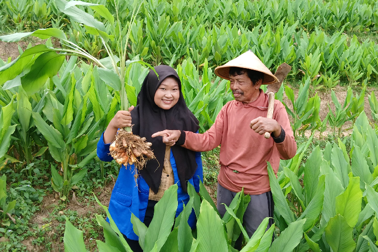 Menilik Budidaya Kunyit di Pacitan, Potensi Cuan Tanpa Ekspansi Besar-besaran