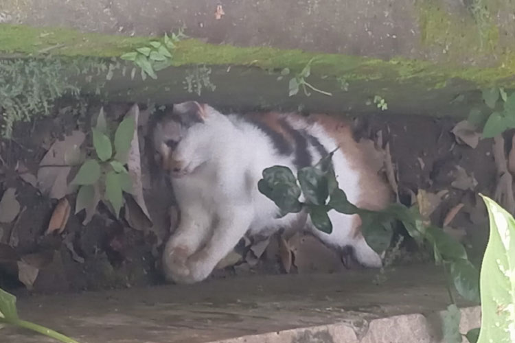 Reaksi Cats Lover Malang Soal Puluhan Kucing Mati Diduga Diracun