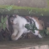 Reaksi Cats Lover Malang Soal Puluhan Kucing Mati Diduga Diracun