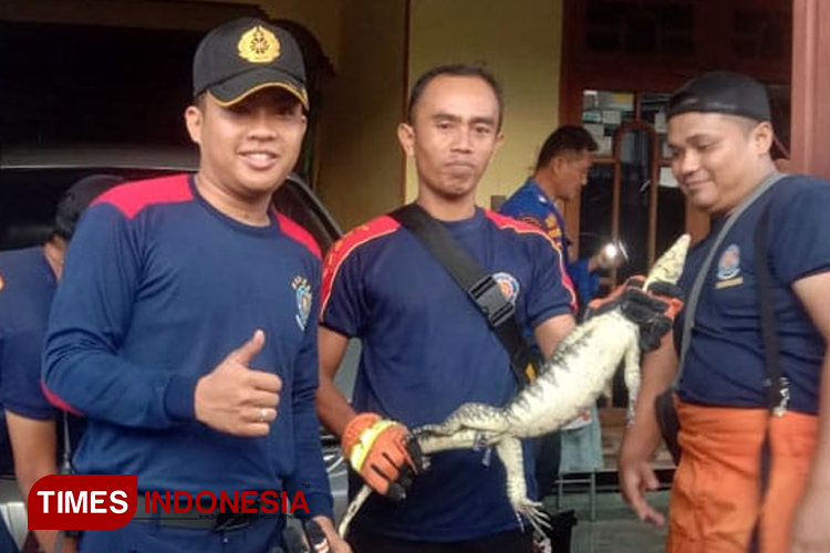 Biawak Masuk Rumah Saat Banjir? Ini Tips dari Damkarmat Banyuwangi