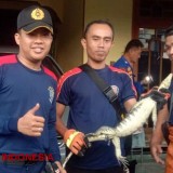 Biawak Masuk Rumah Saat Banjir? Ini Tips dari Damkarmat Banyuwangi