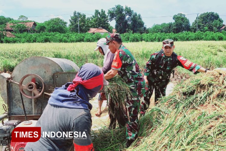 Sukseskan Swasembada Pangan di Majalengka, Koramil 1712 Jatiwangi Bantu Petani