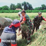 Sukseskan Swasembada Pangan di Majalengka, Koramil 1712 Jatiwangi Bantu Petani