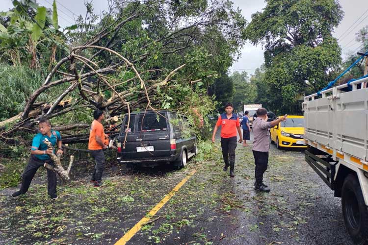 Pohon Tumbang Kembali Terjadi, Kali Ini Timpa Mobil Melintas di Banyuwangi