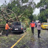 Pohon Tumbang Kembali Terjadi, Kali Ini Timpa Mobil Melintas di Banyuwangi