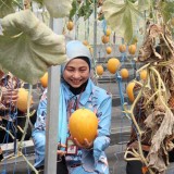 Dukung Pertanian Smart Farming, Kementan Buka Pelatihan Short Term Low Cost Farming