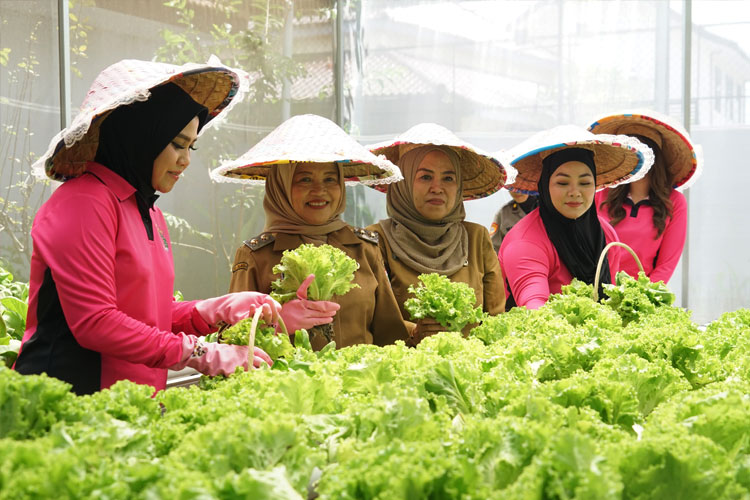 melihat-program-pekarangan-pangan-lestari-siap-panen-2.jpg