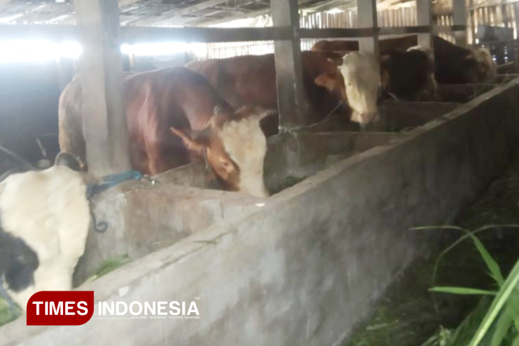 Desa Banyuroto Sawangan Magelang Sukses Hasilkan Energi Alternatif dari Kotoran Sapi