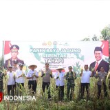 Hasil Tanam Jagung Serentak di Banyuwangi Panen Perdana