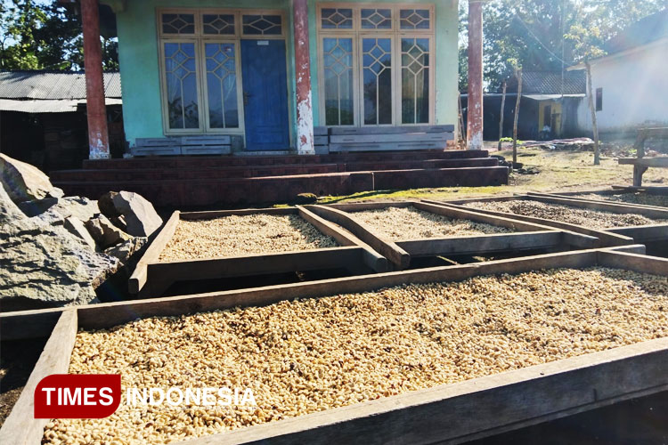 Kopi Arabika yang dihasilkan dari perkebunan kopi rakyat di lereng Ijen Raung Kabupaten Bondowoso (FOTO: Moh Bahri/TIMES Indonesia)