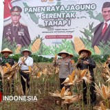 Panen Raya Jagung di Majalengka, Dukung Ketahanan Pangan dan Kesejahteraan Petani