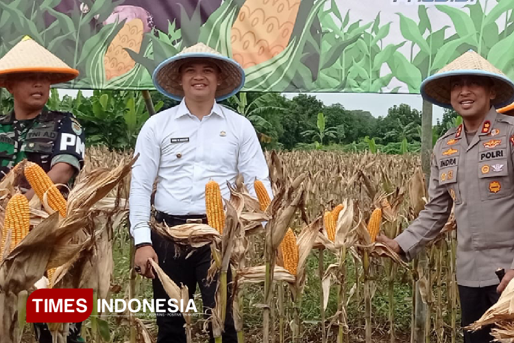 Wakil Bupati Majalengka, Dena Muhamad Ramdhan menghadiri panen raya jagung. (Foto: Hendri Firmansyah/TIMES Indonesia)