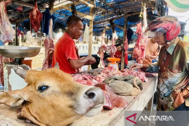 Pemkab Nagan Raya: 896 Ternak Disembelih dalam Tradisi Meugang