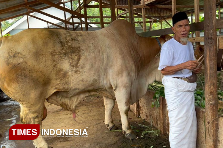 Amaq Arki, peternak sapi jumbo asal KLU, memberikan pakan ternaknya. (Foto : Hery Mahardika/TIMES Indonesia)