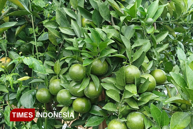 Menyusuri Sejuknya Kawasan Budidaya Jeruk di Dau Kabupaten Malang