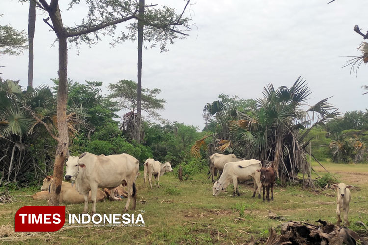 Ribuan-Sapi-di-Kawasan-TN-Baluran-a.jpg