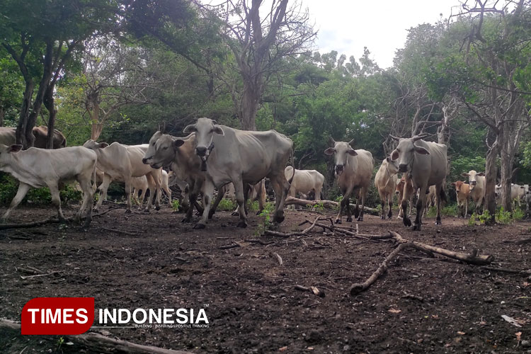 Dusun Merak Situbondo, Kampung Terpencil Pengelola Ribuan Sapi di Kawasan TN Baluran