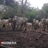 Dusun Merak Situbondo, Kampung Terpencil Pengelola Ribuan Sapi di Kawasan TN Baluran