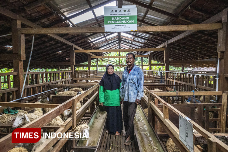 Kisah Sukses Kelompok Peternak 'Rejokoyo' dari Desa Getas Gunungkidul