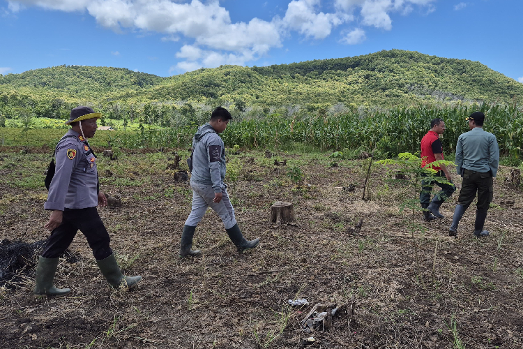 Pengecekan lahan jagung serta mempersiapkan masa panen di lahan Petak 28A seluas 18 hektar. (Foto : Polsek Siliragung For TIMES Indonesia)